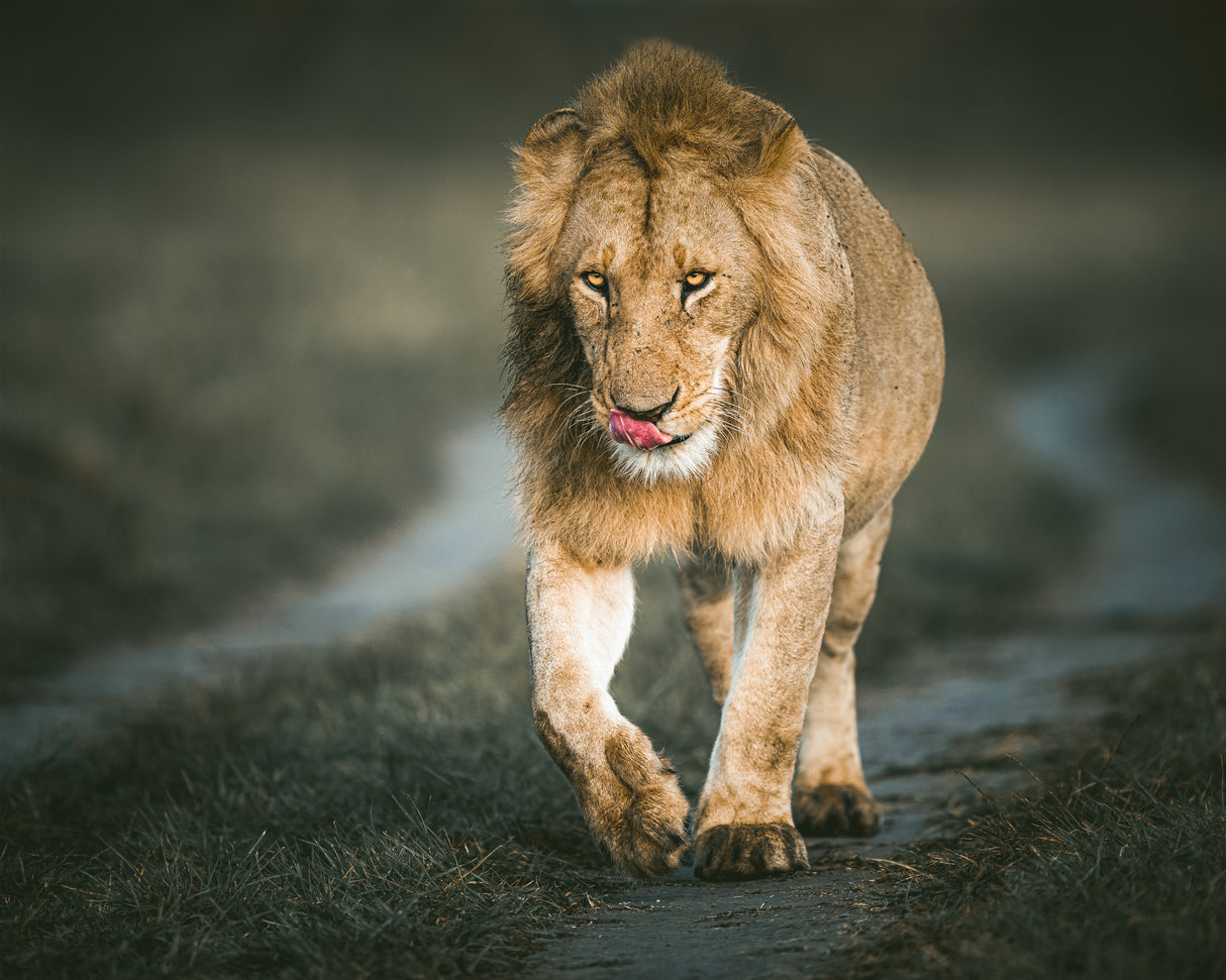 He is king Poster och Canvastavla
