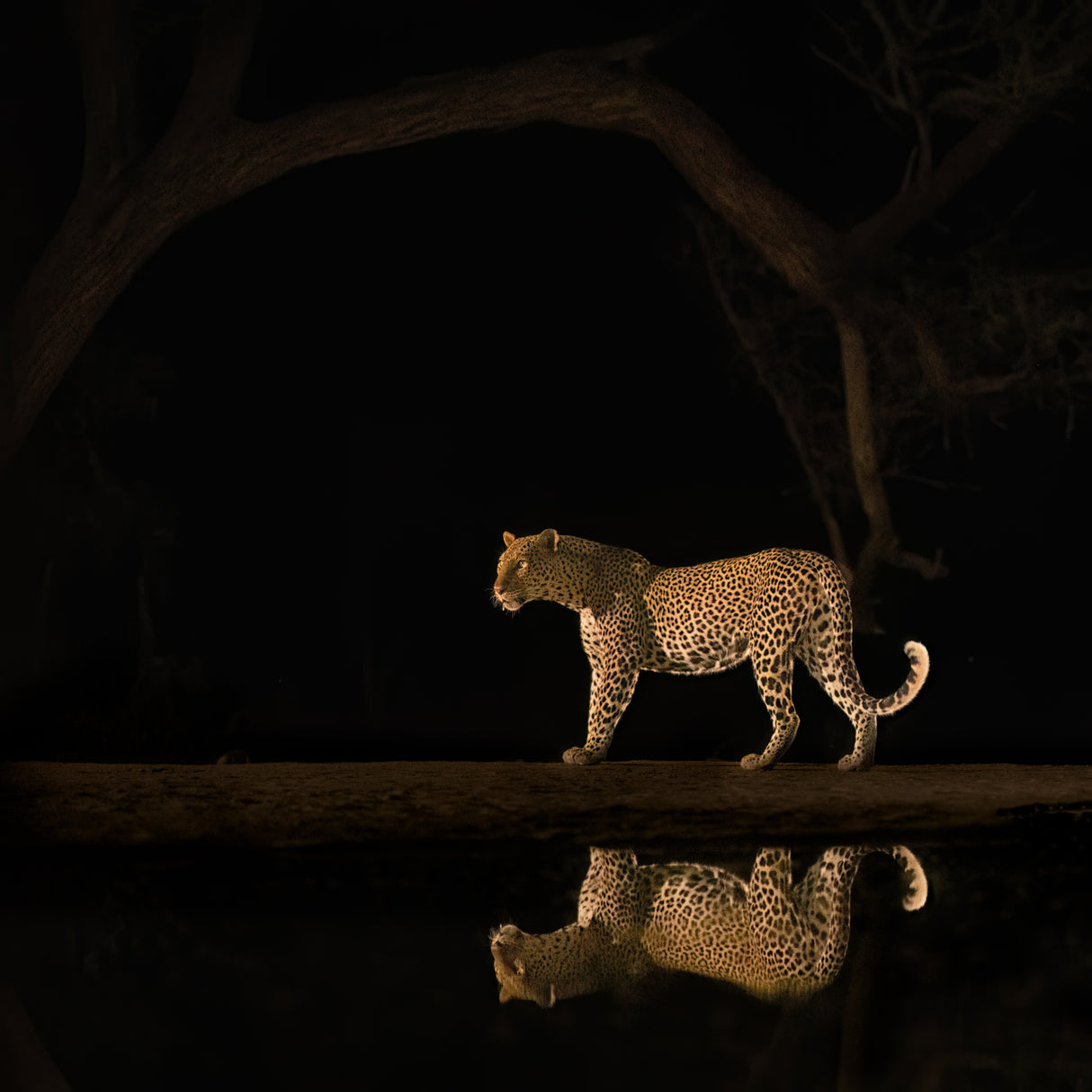 Inverted reflection in water Poster och Canvastavla