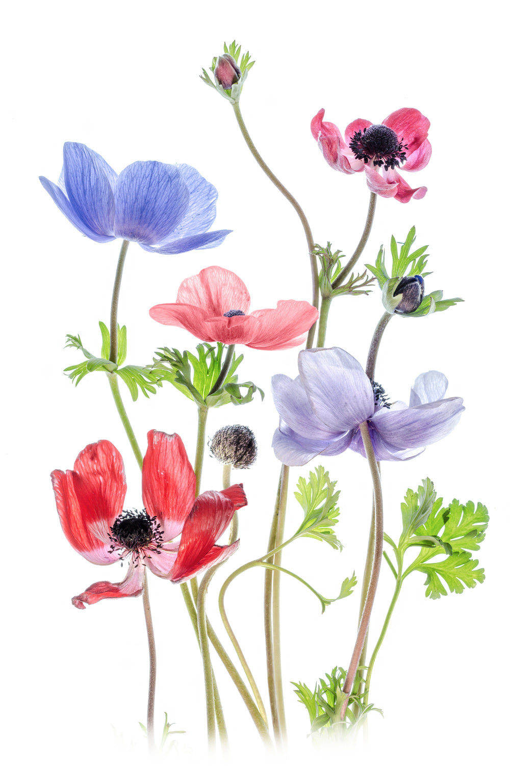 Anemone De Caen Poster och Canvastavla