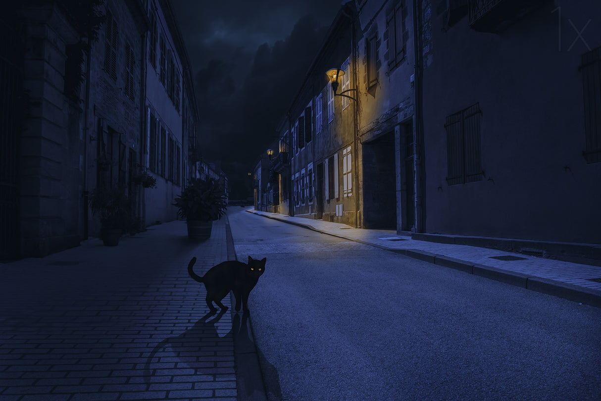 Le Chat Noir Poster och Canvastavla