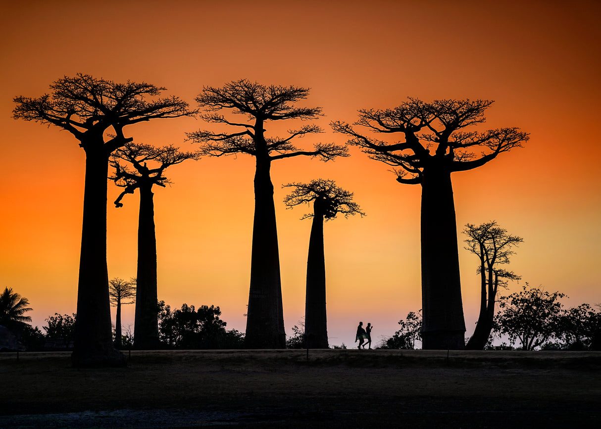 Sunset in Morondava Poster och Canvastavla