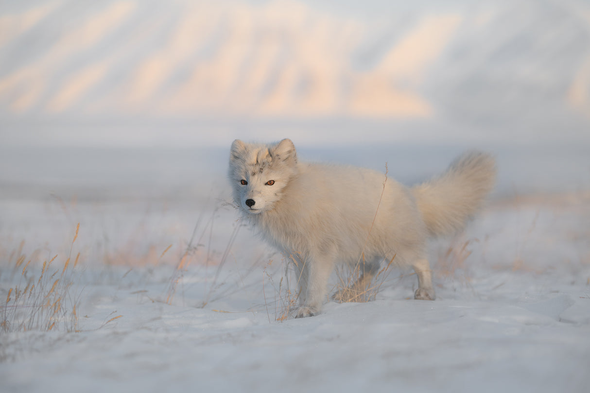Arctic Fox Poster och Canvastavla