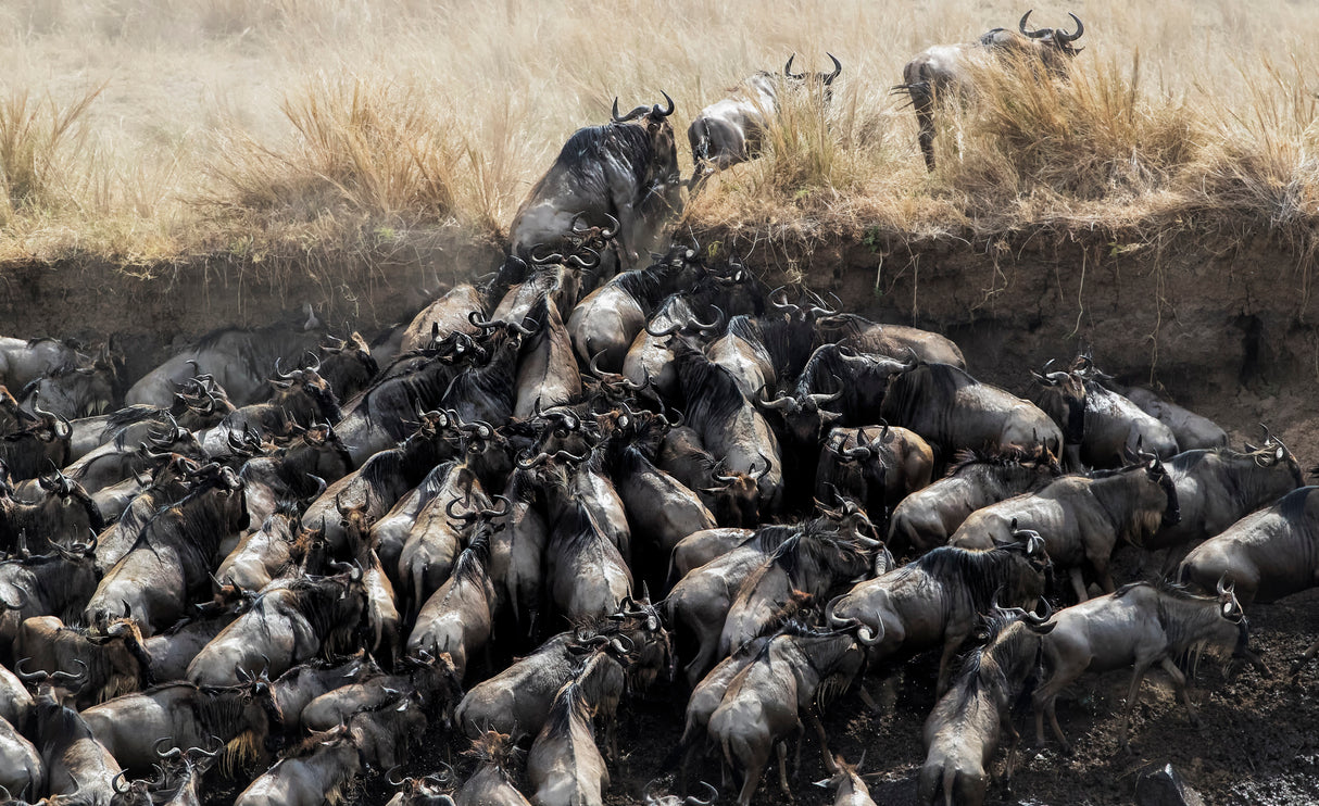 Wildebeests in Crossing Poster och Canvastavla