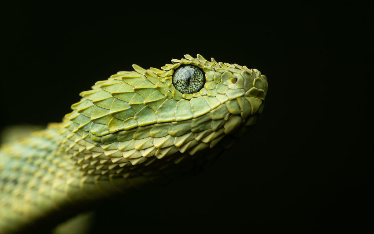 Variable bush viper Poster och Canvastavla