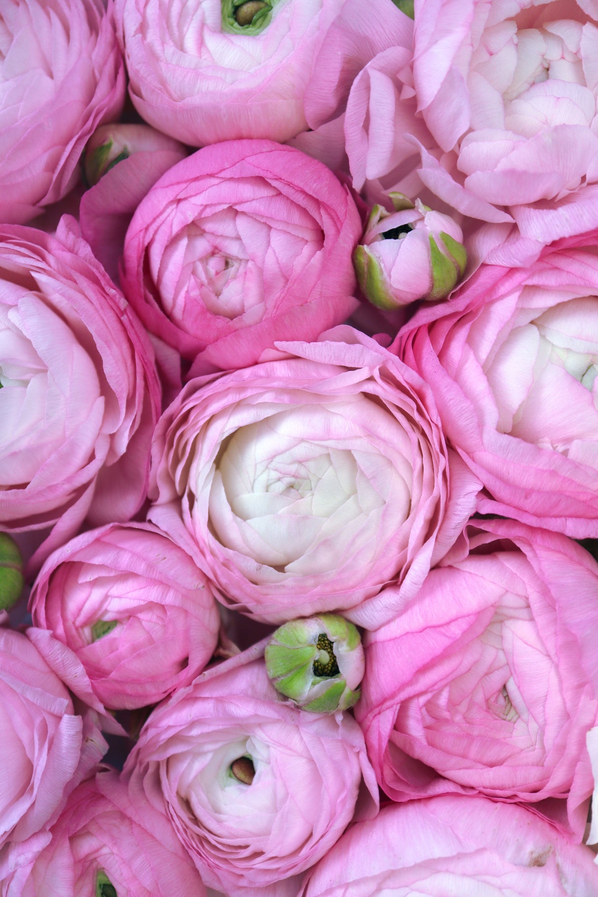 Pink ranunculus Poster och Canvastavla