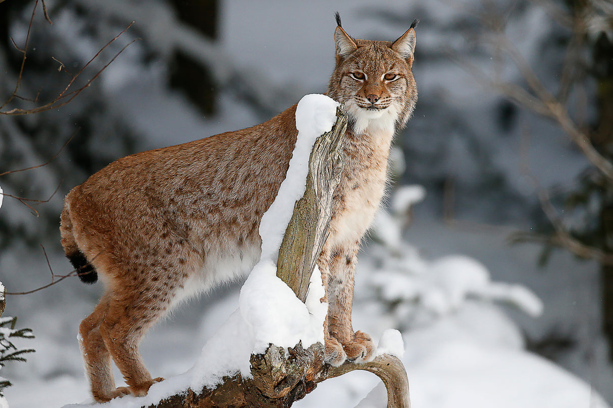 Lynx Poster och Canvastavla