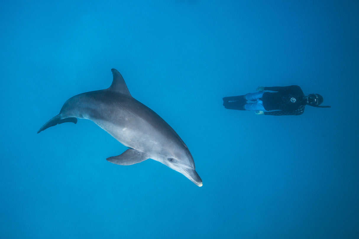 Dolphin and freediver Poster och Canvastavla