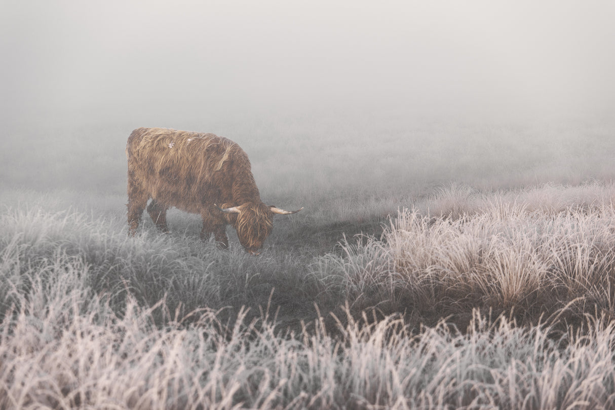 Highlander in White Grass Poster och Canvastavla