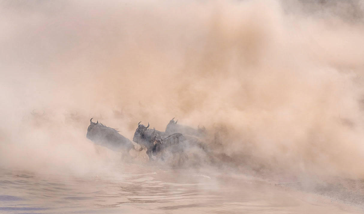 Great migration (crossing river) Poster och Canvastavla