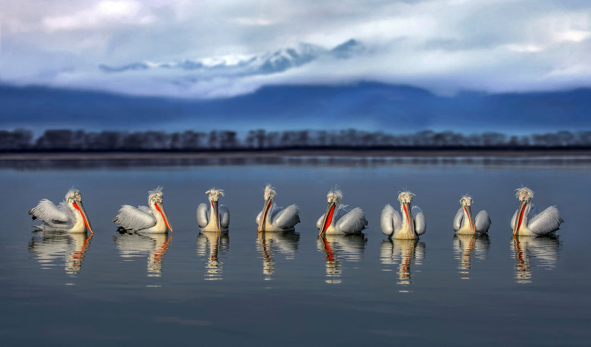 Dalmatian pelicans meeting Poster och Canvastavla