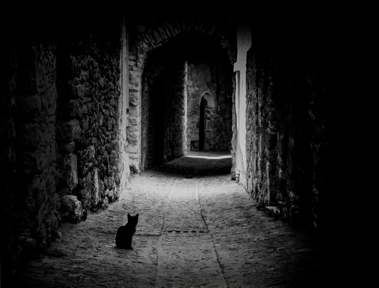 Black Cat Path Poster och Canvastavla