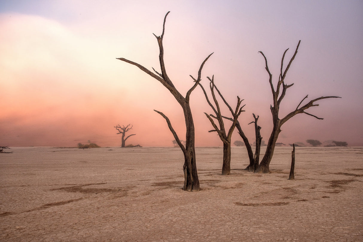 Fog in deadvlei Poster och Canvastavla