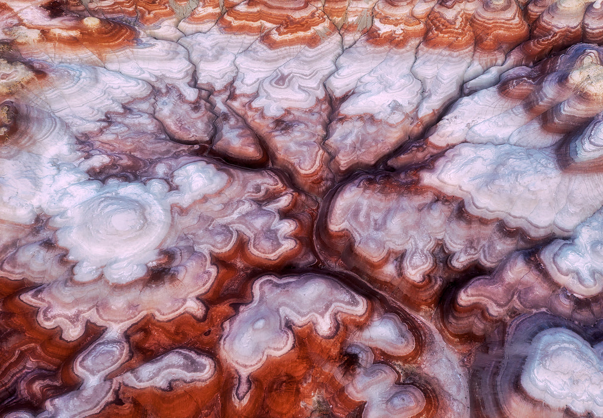 A Tree in the Desert Poster och Canvastavla