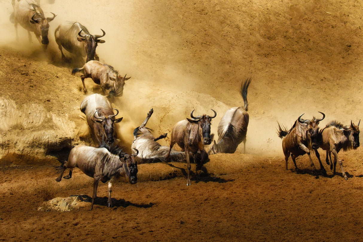 Migration Frenzy Poster och Canvastavla