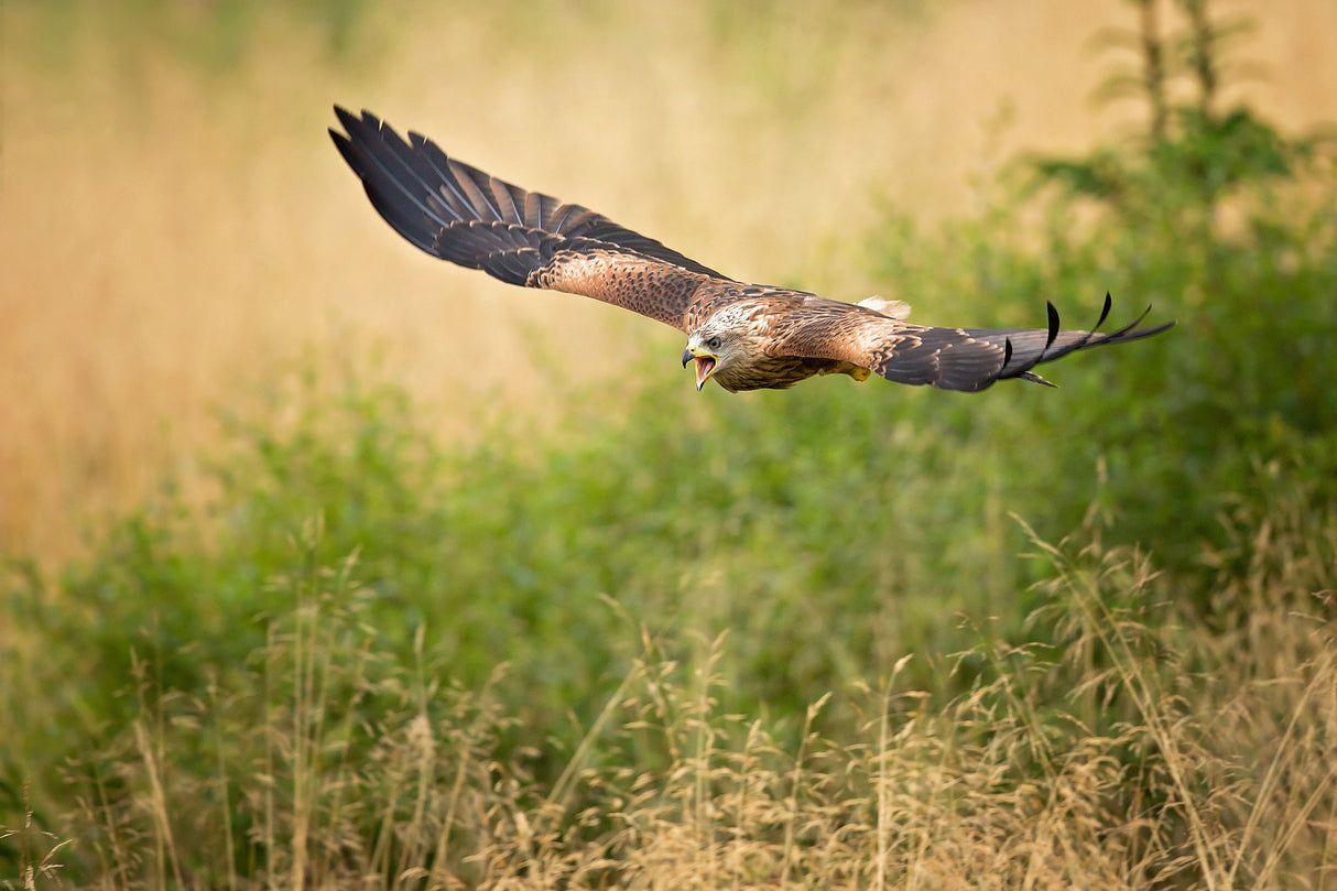 Red Kite Poster och Canvastavla