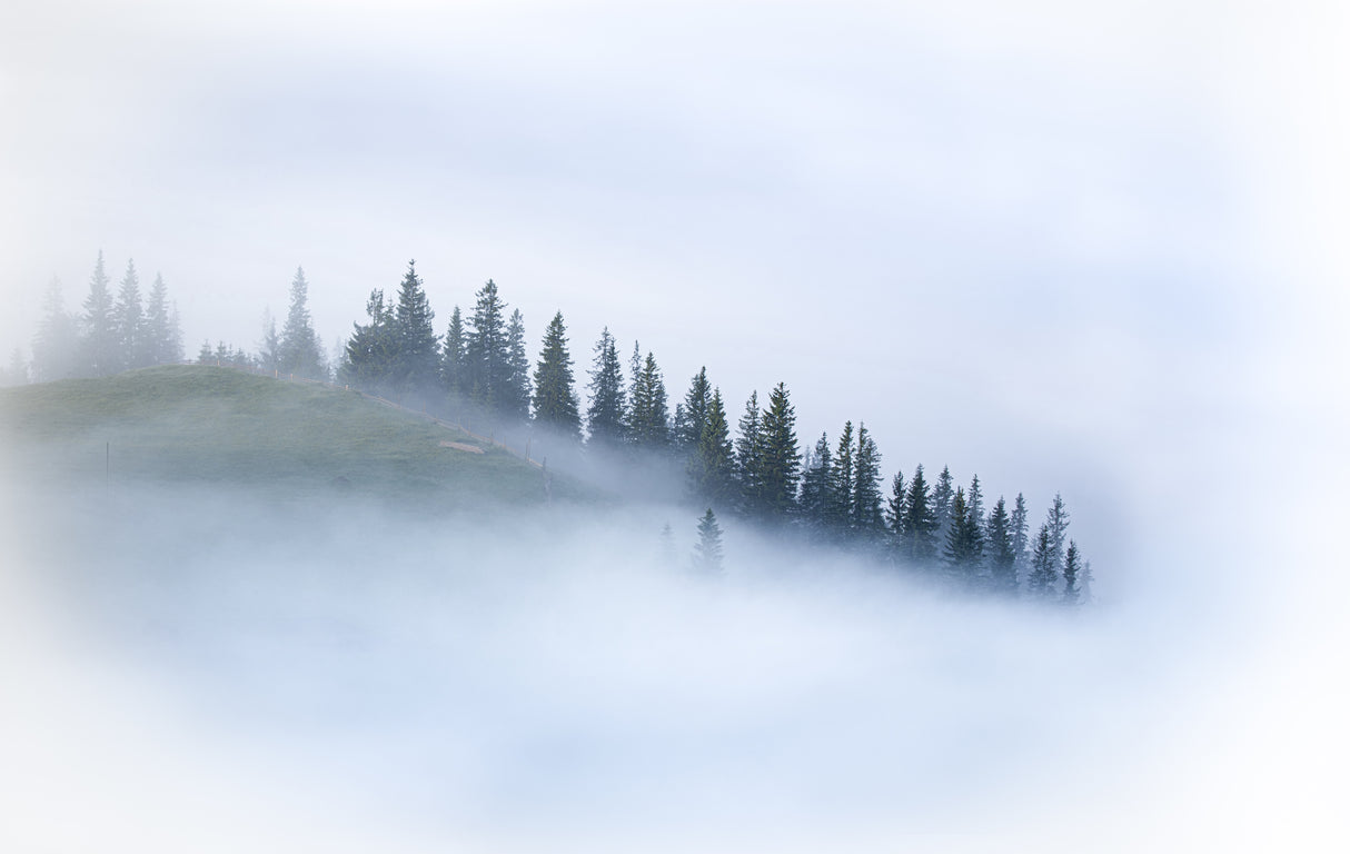 Dissolving in the fog Poster och Canvastavla
