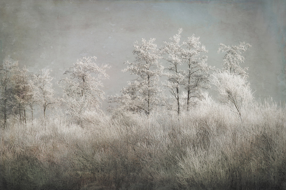 Cold morning Poster och Canvastavla
