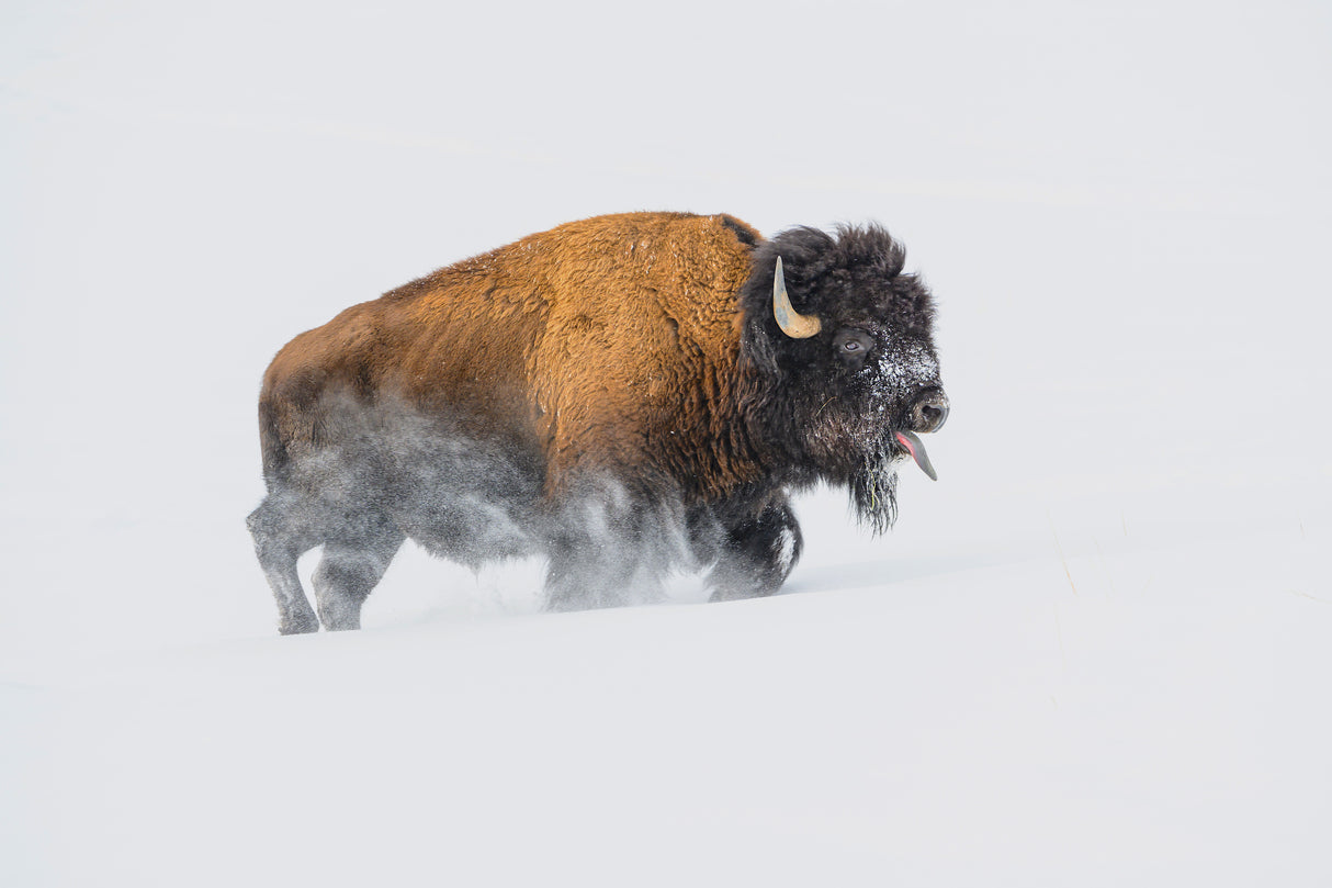 Bison in the Snow Poster och Canvastavla