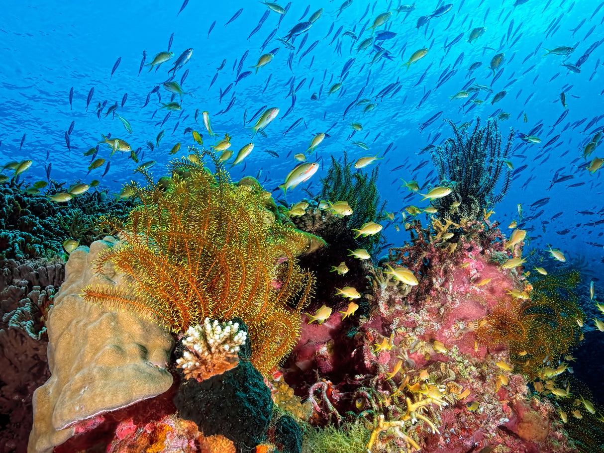 Reef at Cabilao Poster och Canvastavla