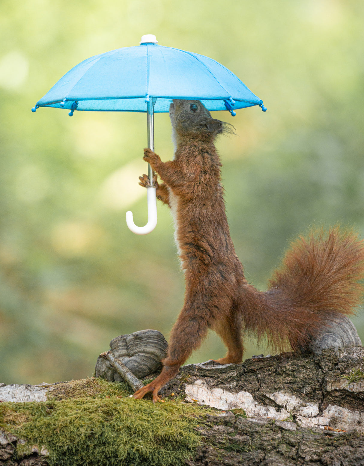 50 Shades Of Rain Poster och Canvastavla