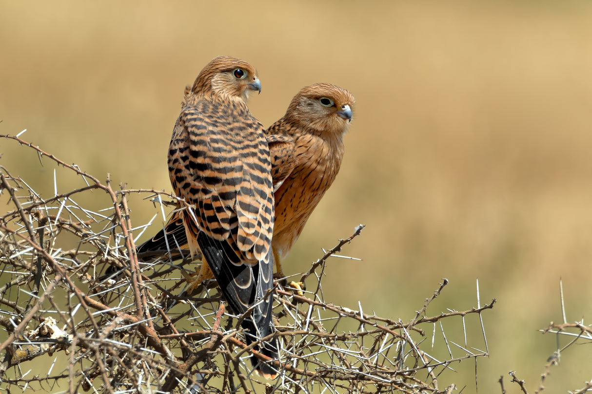 Kestrels couple Poster och Canvastavla