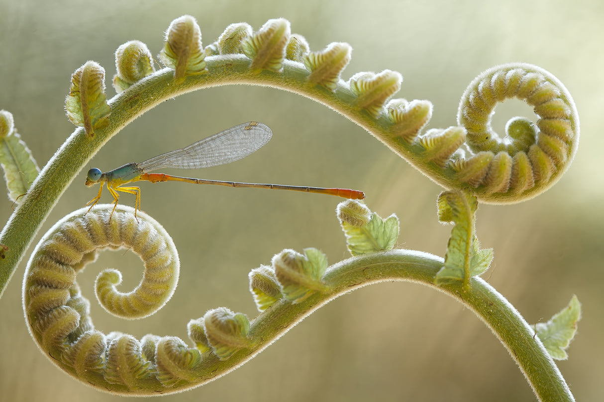 Damselfly and Ferns Poster och Canvastavla
