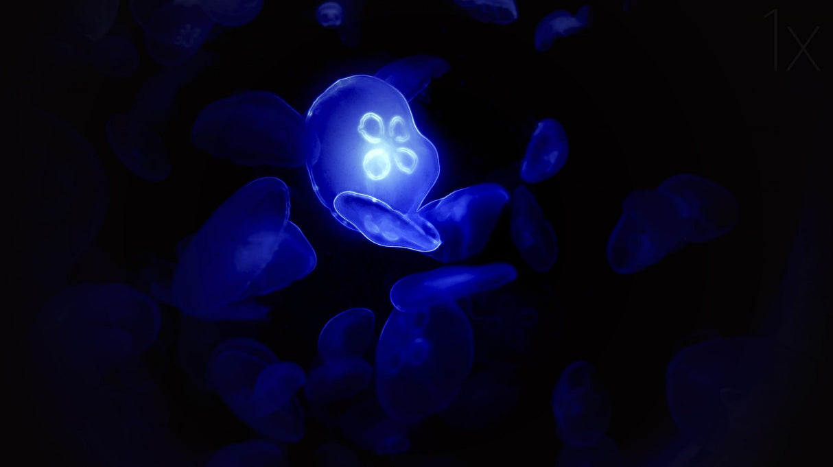 Blue Glowing jellyfish Poster och Canvastavla