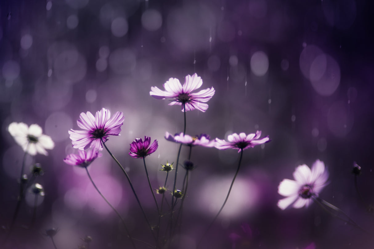 Purple Flash Poster och Canvastavla