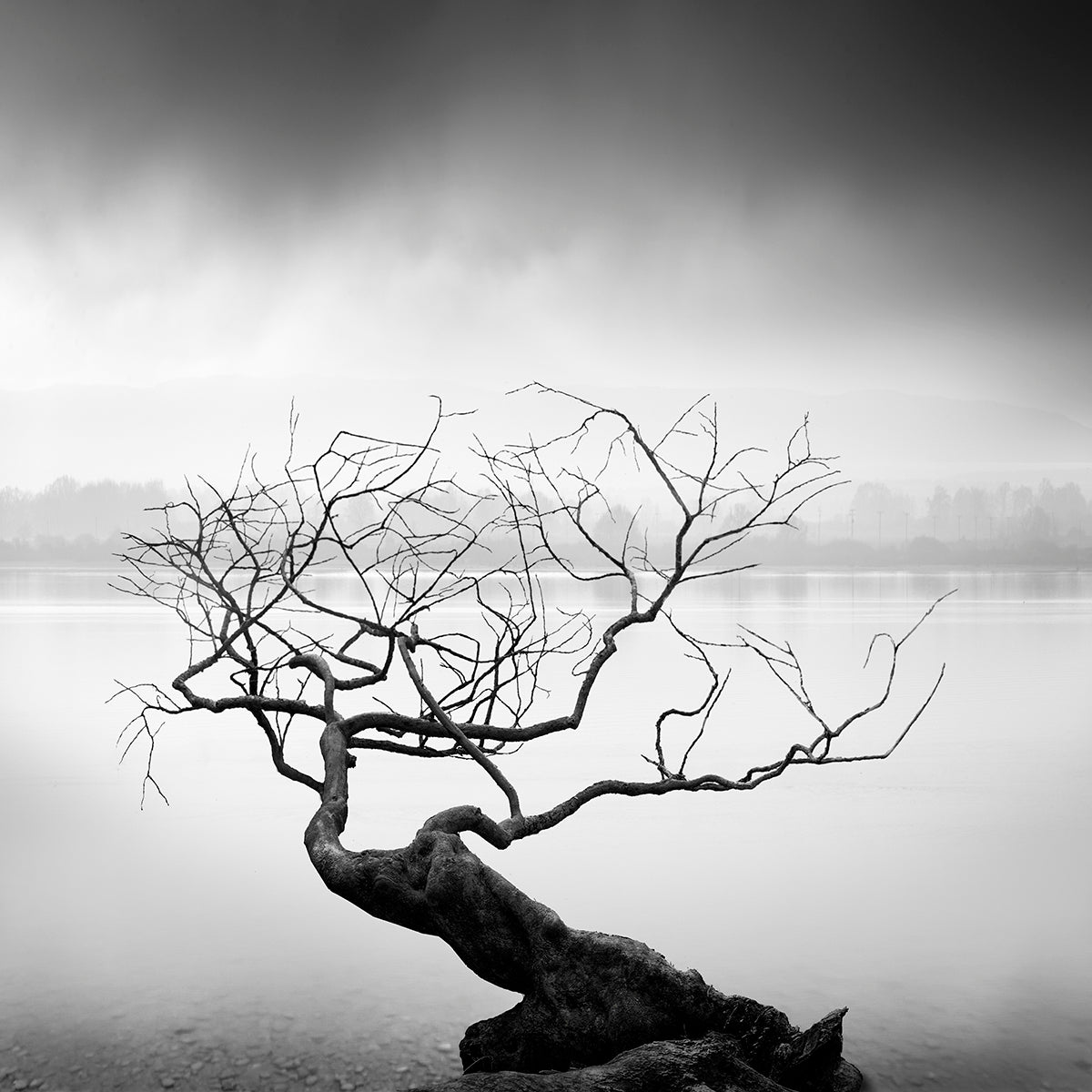 Root to Branches Poster och Canvastavla