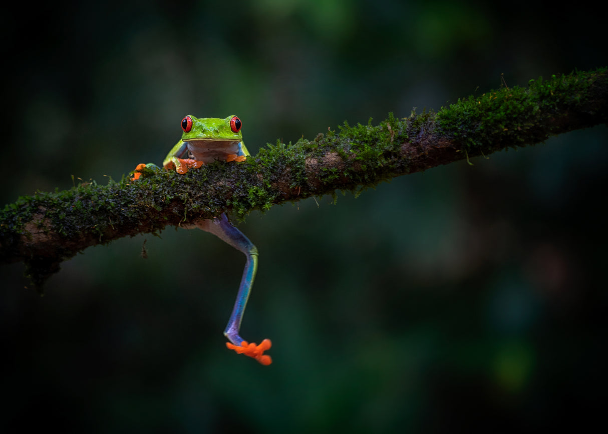 Climbing frog Poster och Canvastavla
