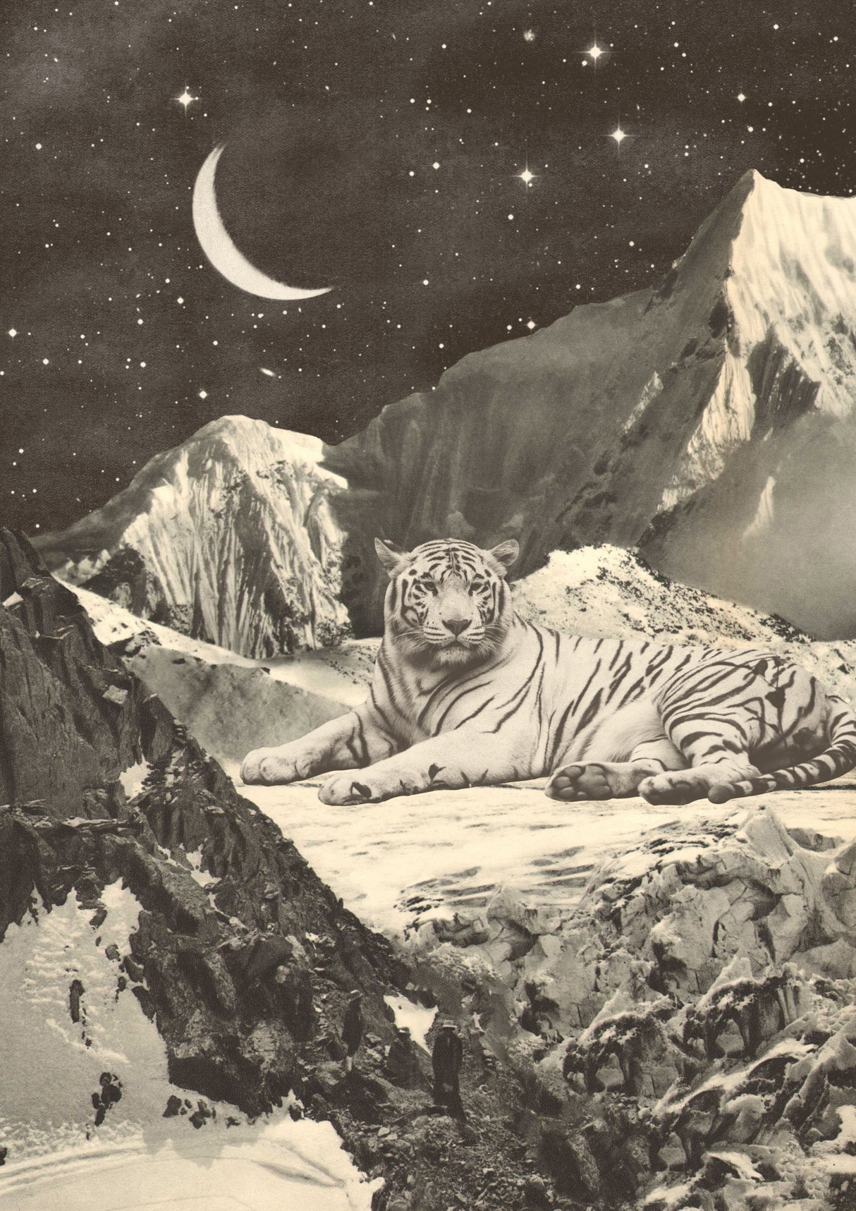 Giant White Tiger Poster och Canvastavla