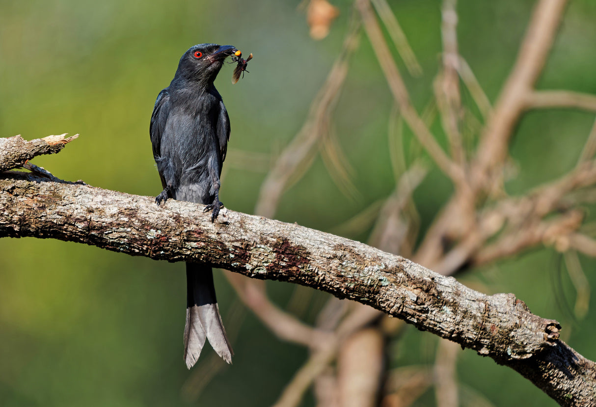 Ashy drongo with prey Poster och Canvastavla