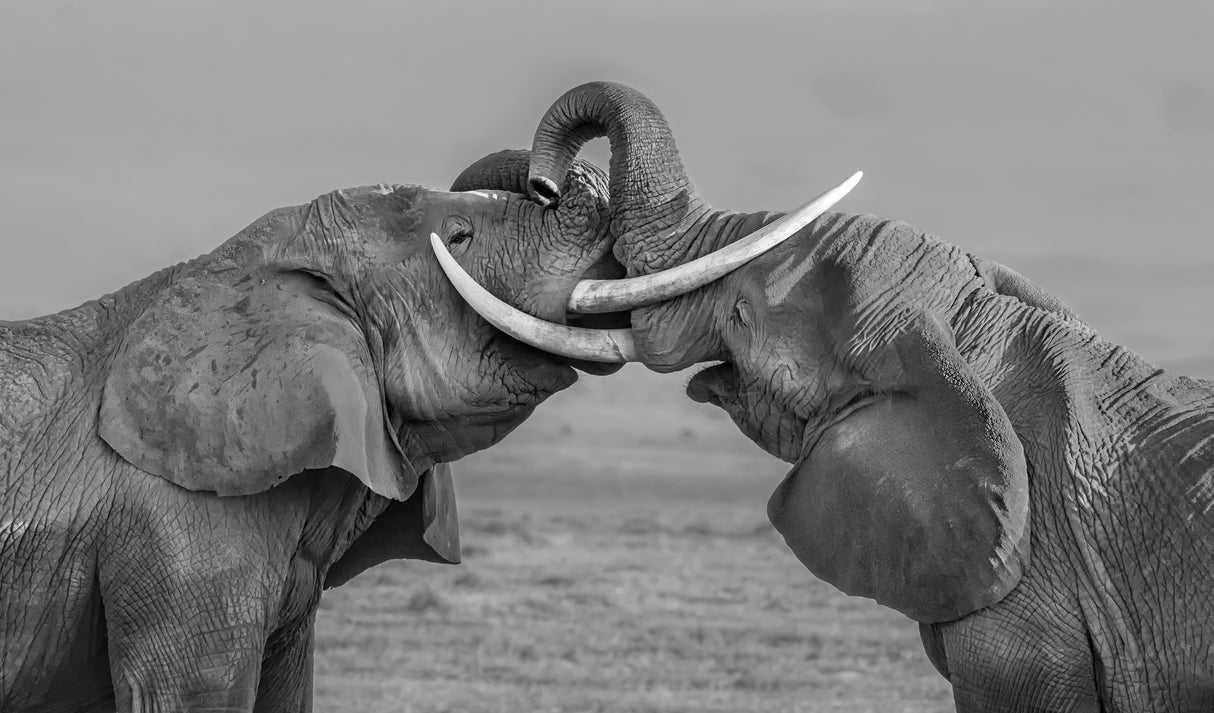Elephants fighting Poster och Canvastavla