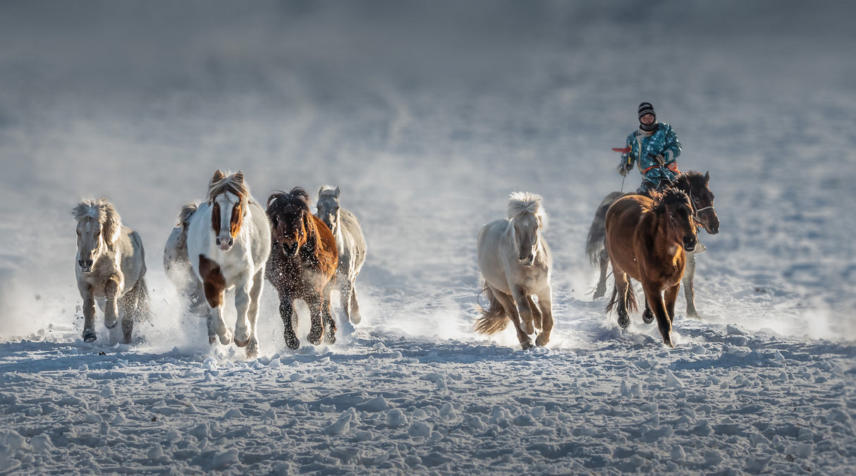 Galloping Horses In Snowy Field Poster och Canvastavla