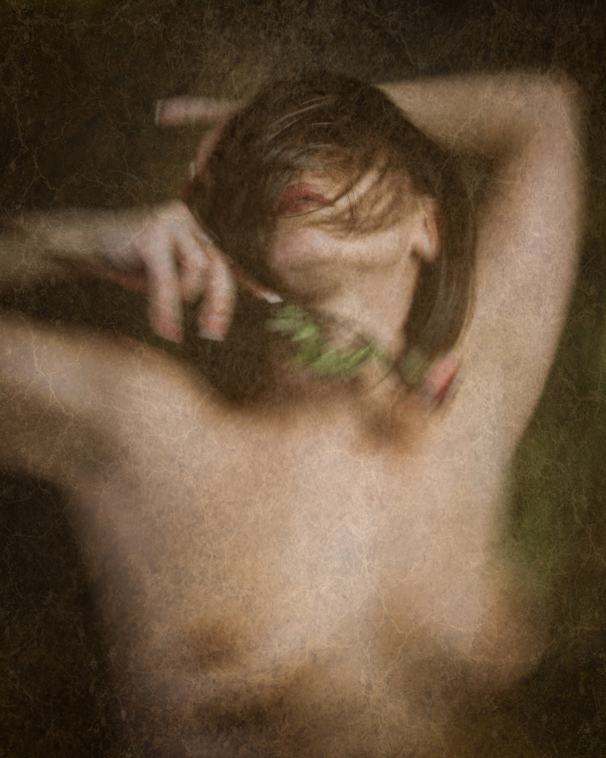 the rose Poster och Canvastavla