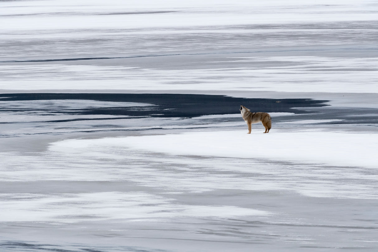 the howl of the coyote Poster och Canvastavla