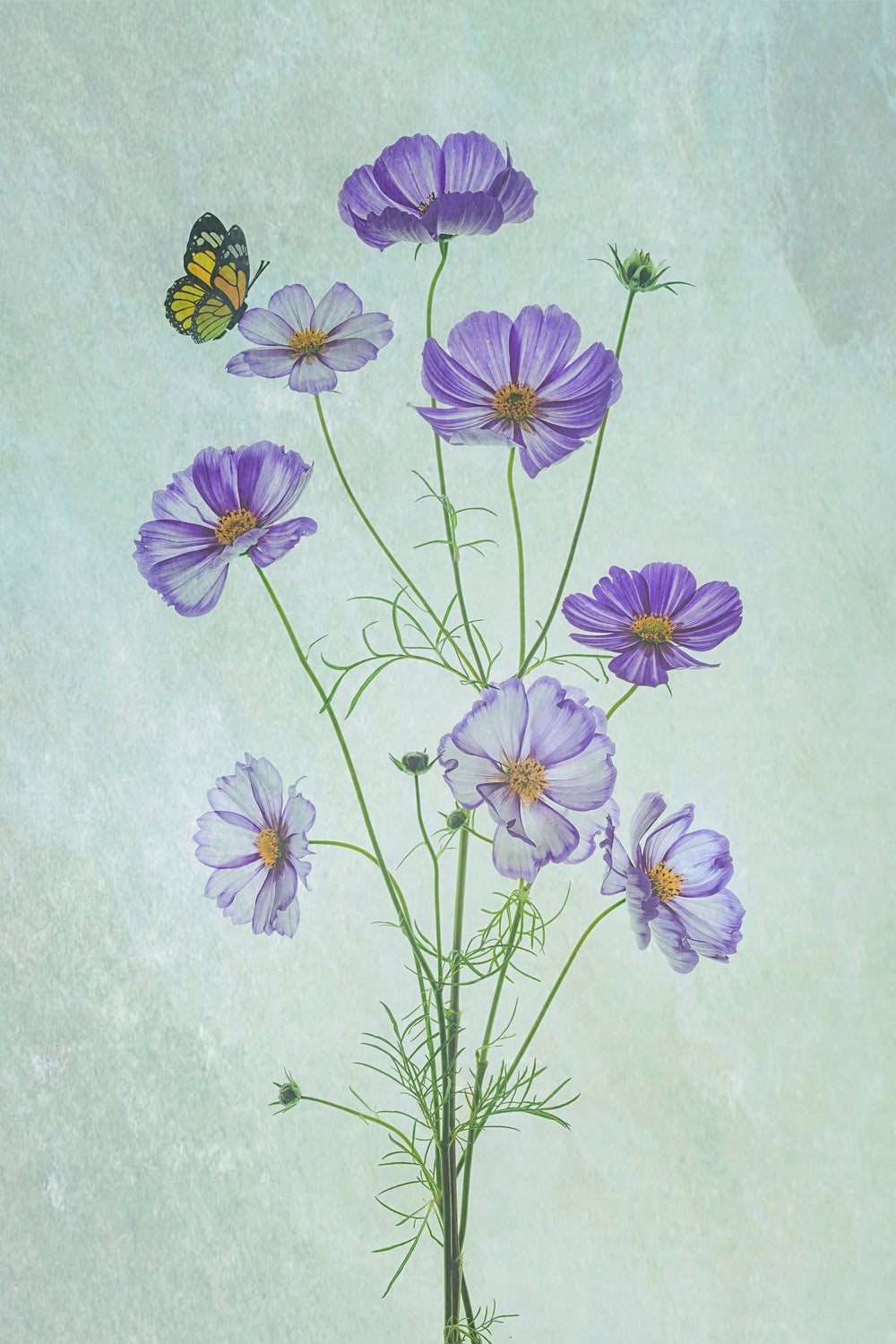 Elegant Cosmos Flowers Poster och Canvastavla