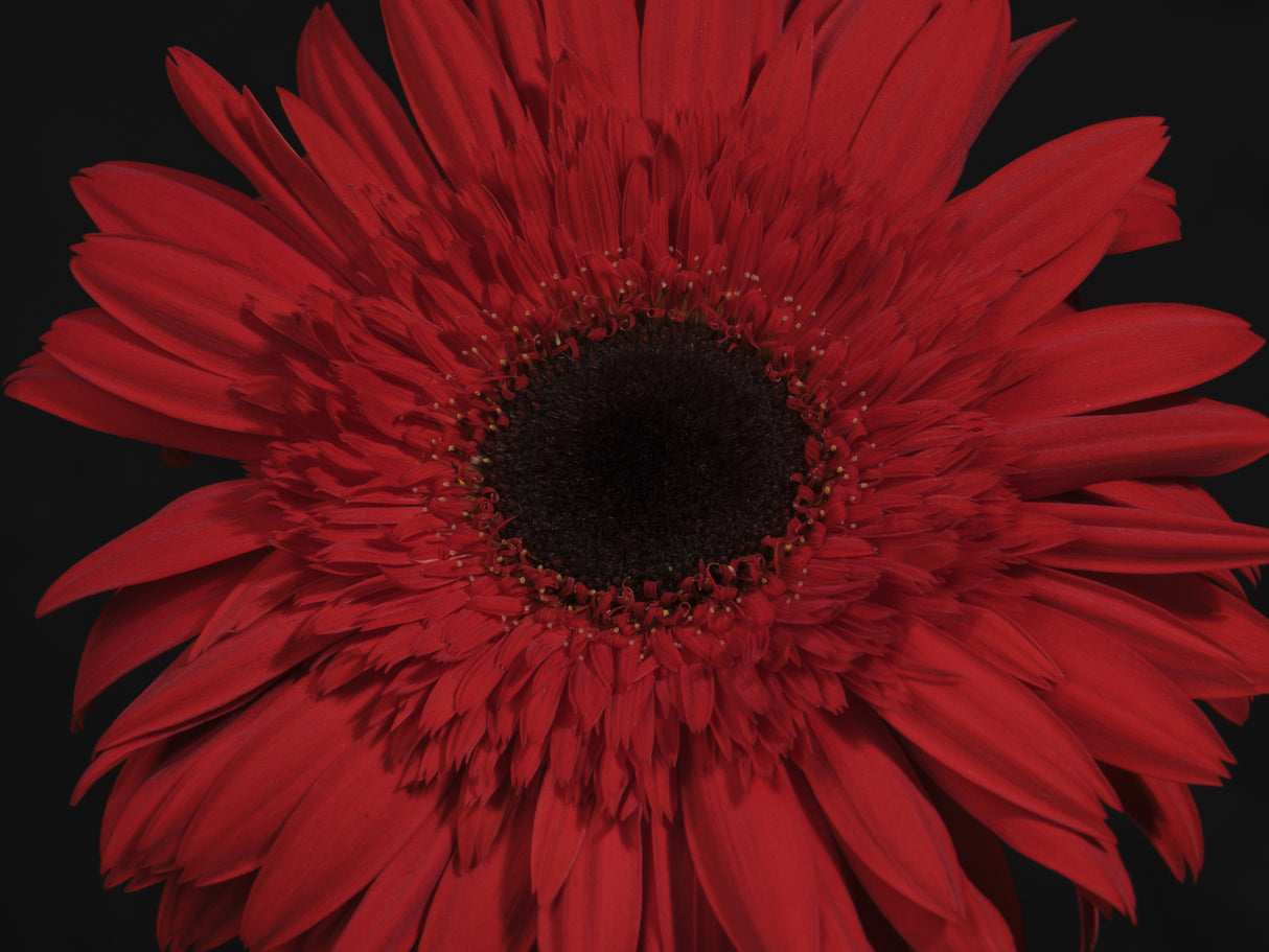beautiful flower Poster och Canvastavla