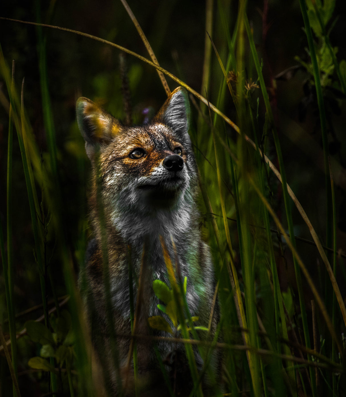Curious Jackal Poster och Canvastavla