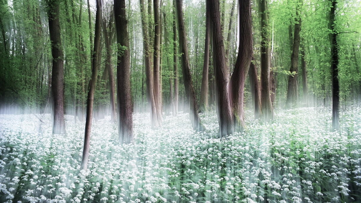 Wild Garlic Poster och Canvastavla