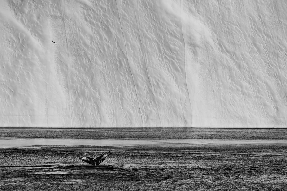 The tail Poster och Canvastavla