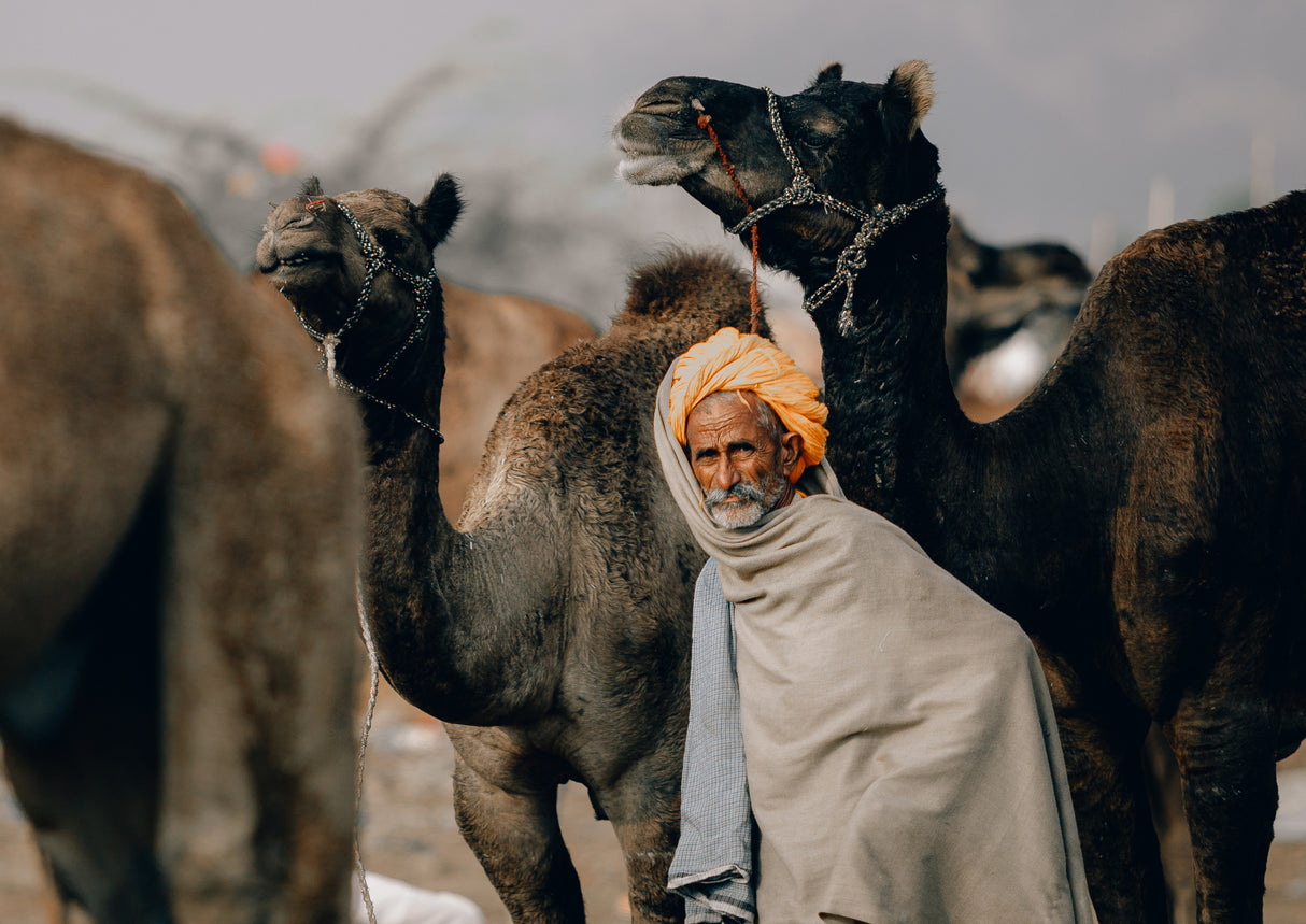 Pushkar streets Poster och Canvastavla