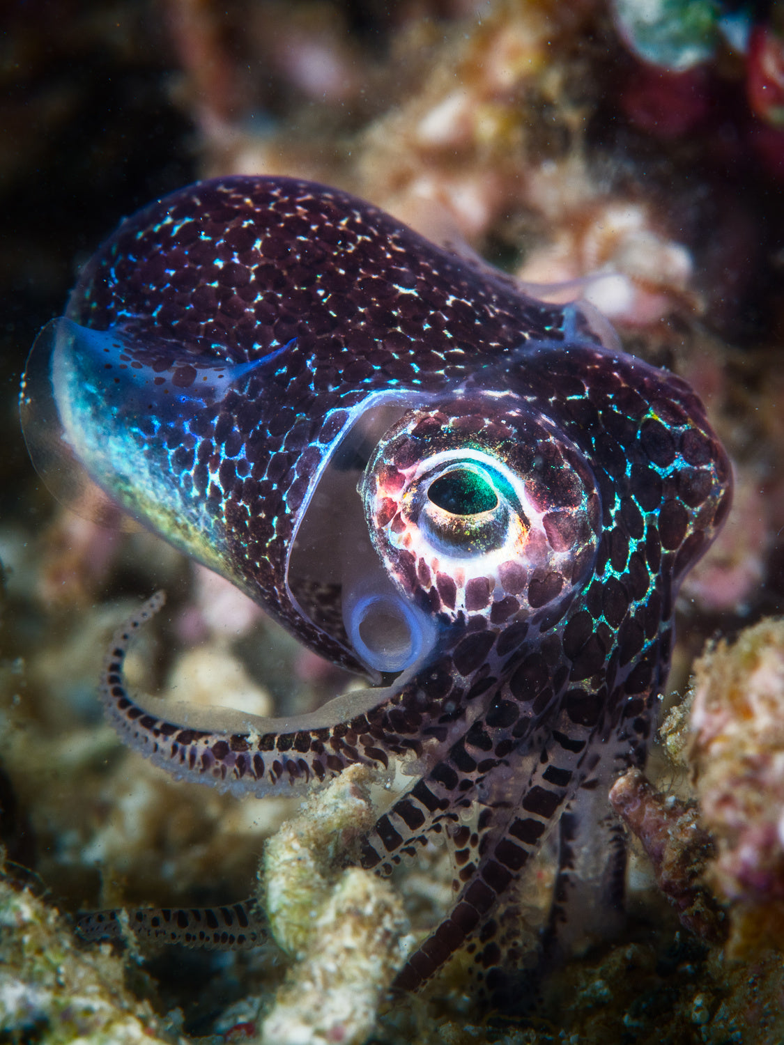 Baby cuttlefish Poster och Canvastavla