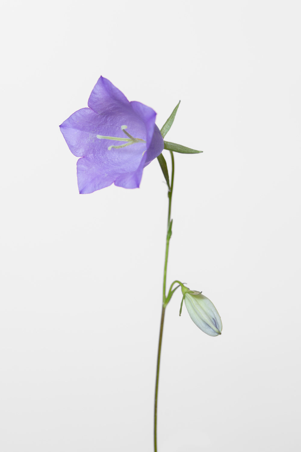Bluebell_gray background Poster och Canvastavla
