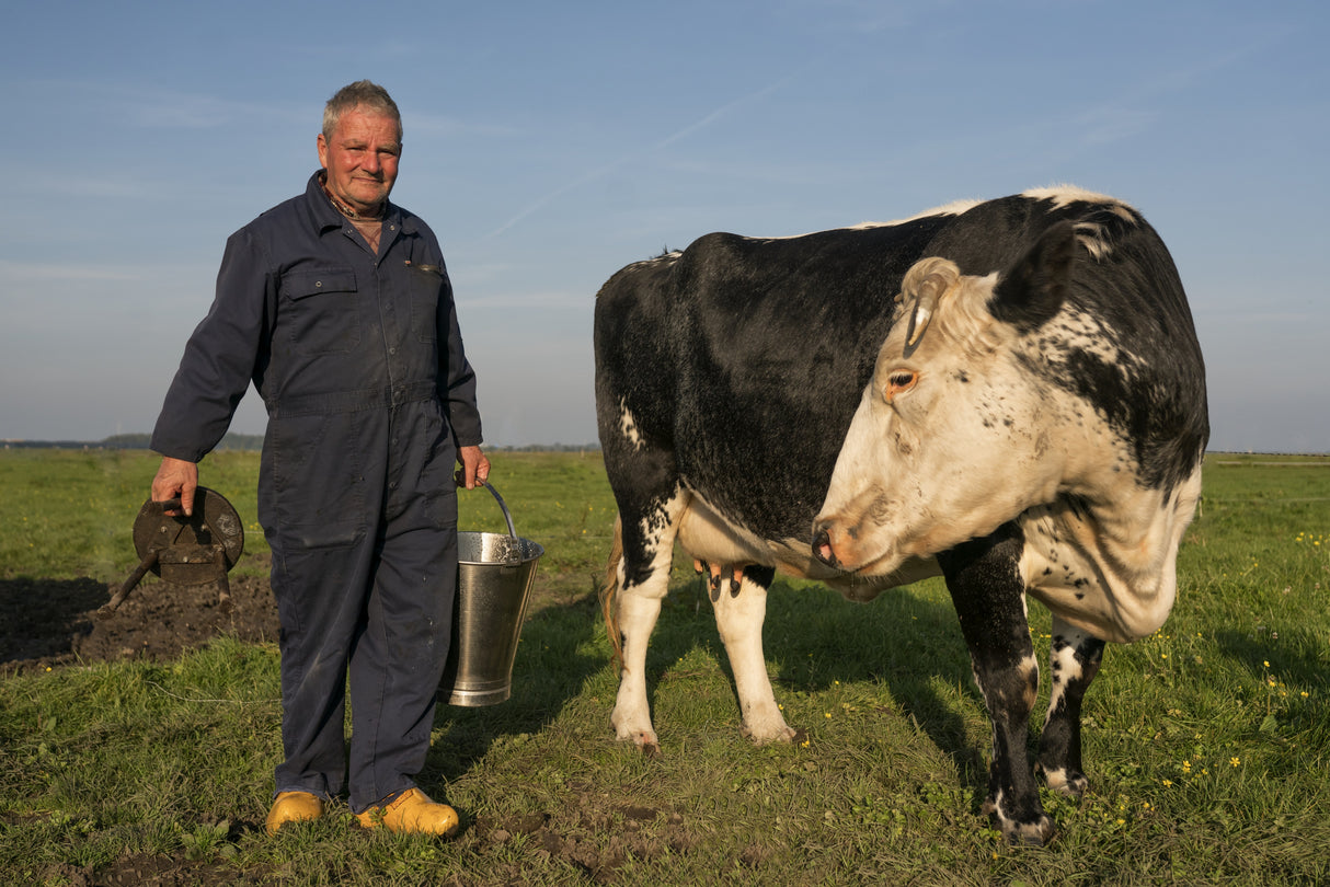 Klaas Vos milks by hand Poster och Canvastavla