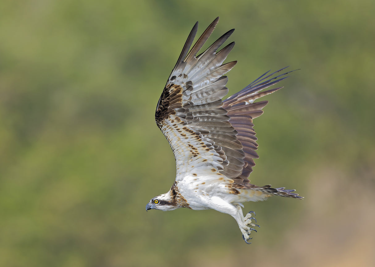Osprey in hunting Poster och Canvastavla