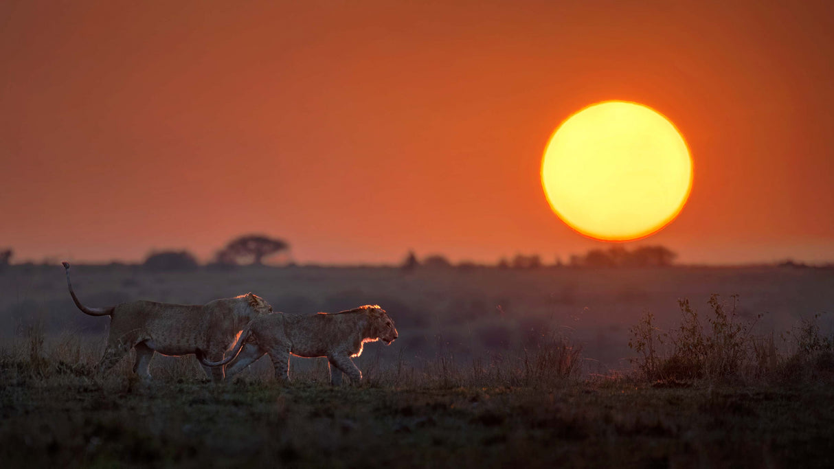 Morning Africa Poster och Canvastavla