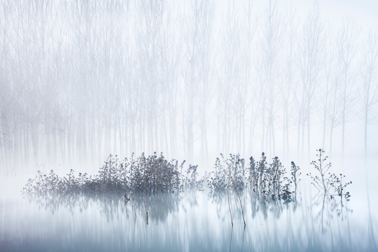 Cold & Foggy Morning in the Swamp Poster och Canvastavla