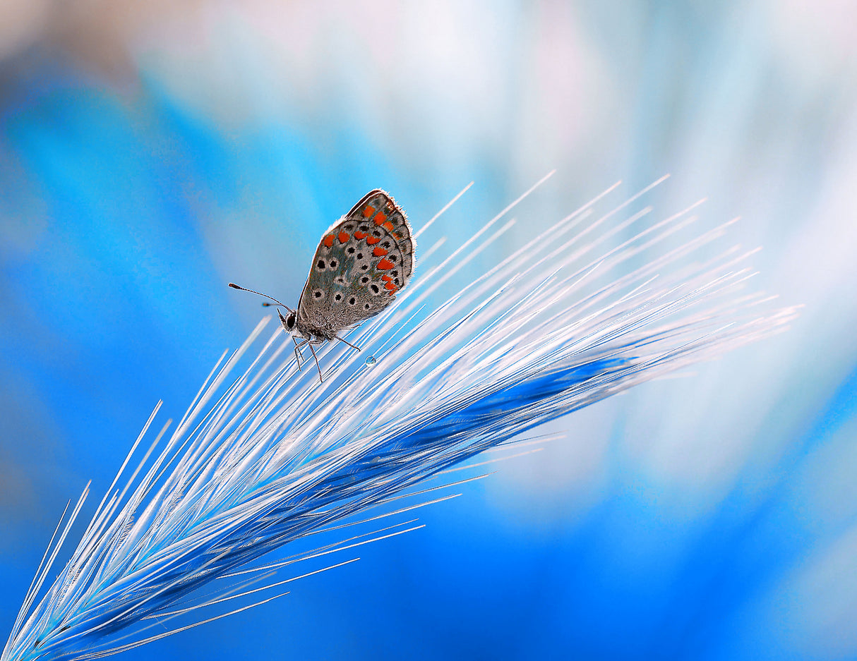 The butterfly's dream in blue... Poster och Canvastavla
