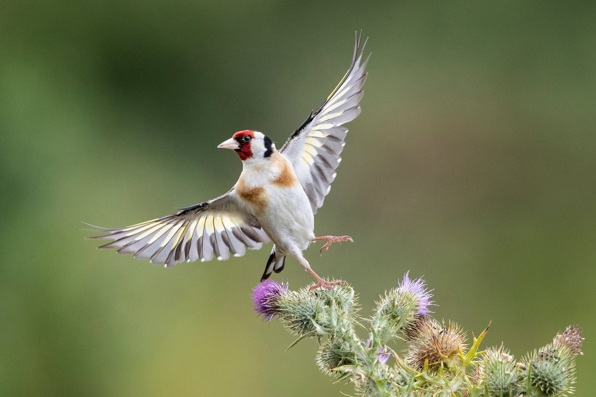 Goldfinch on Thristle Poster och Canvastavla